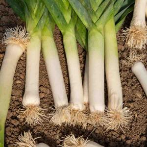 Poireau Gros Long d'Eté 2